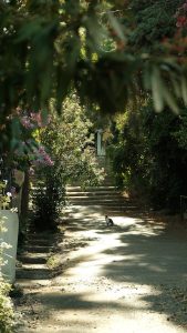 Sunlit pathway with lush greenery and dappled shadows, creating a tranquil outdoor scene.