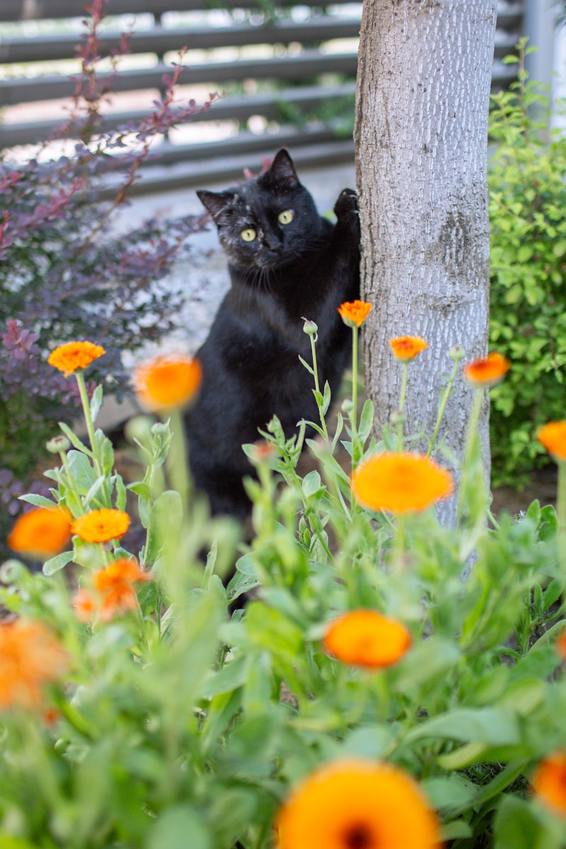 A black cat peeks out from behind a tree.